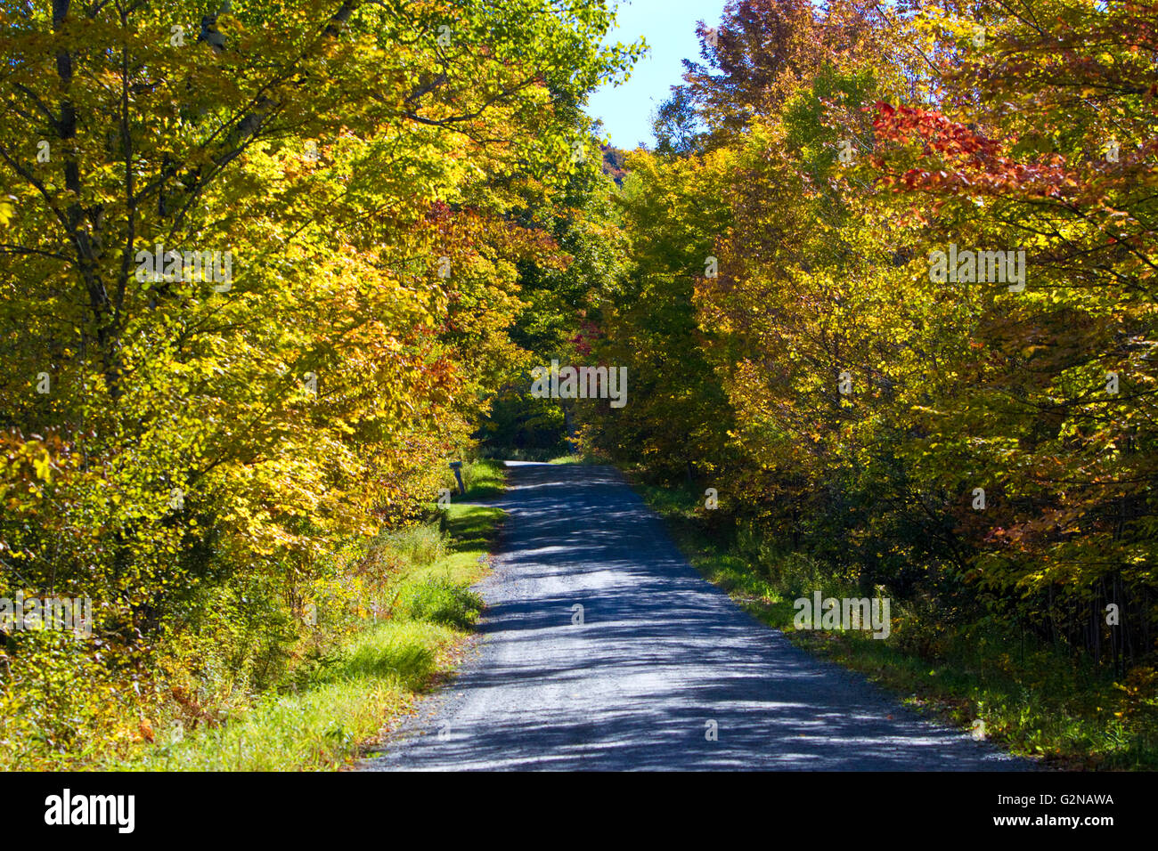 Herbstlaub auf einer ländlichen Nebenstraße in der Nähe von Lake Elmore Lamoille County, Vermont, USA. Stockfoto