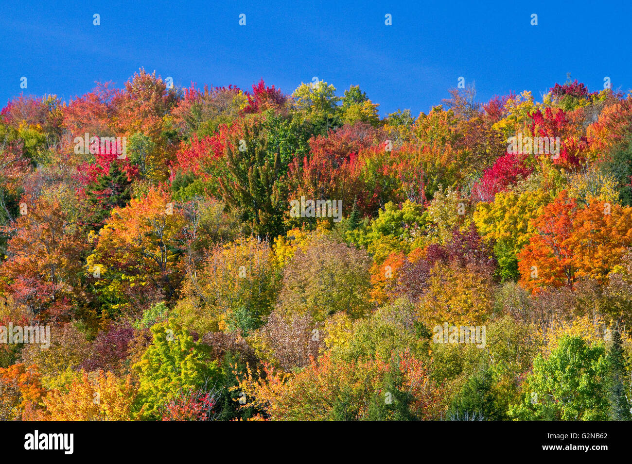Herbstfarben in der Nähe von Lake Elmore Lamoille County, Vermont, USA. Stockfoto
