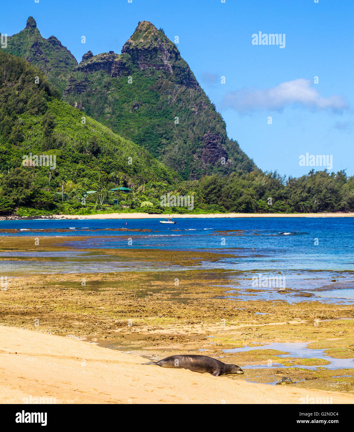Hawaiianische Mönchsrobbe im Tunnel Beach auf Kauai Stockfoto