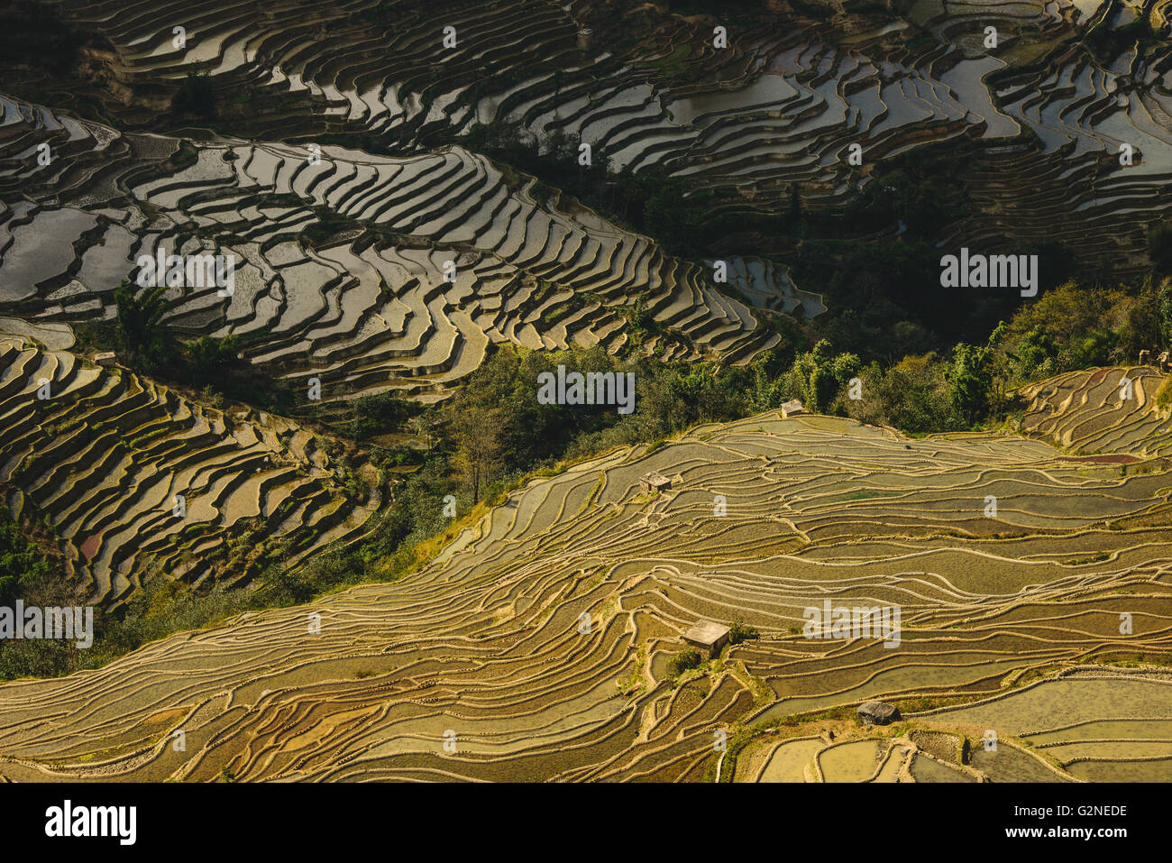 Reisfelder in Yuanyang, China Stockfoto