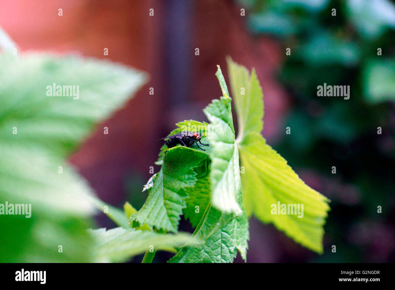 SCHLAG-FLIEGE AN SCHWARZEN JOHANNISBEERSTRAUCH Stockfoto