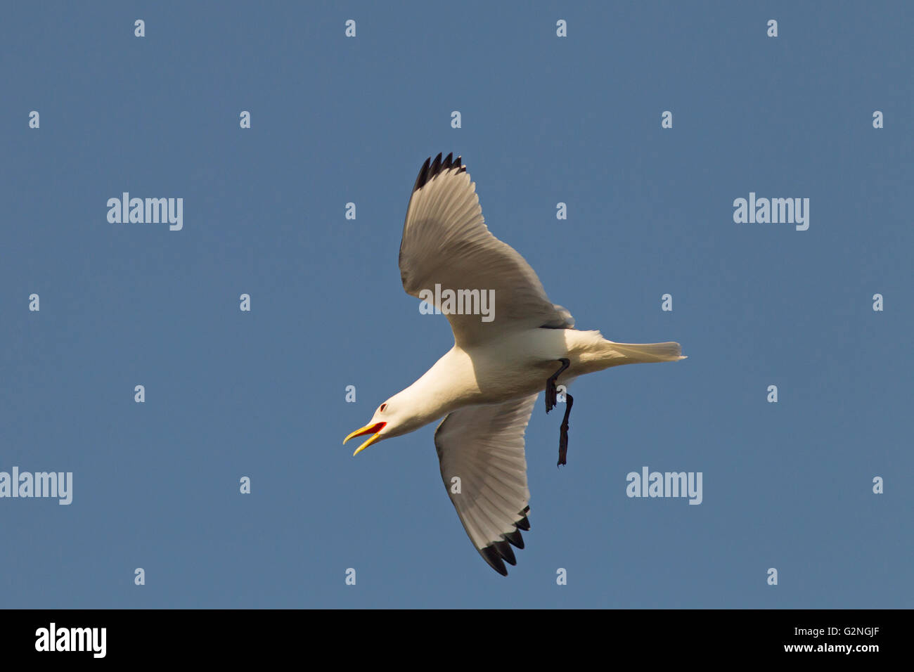 Schwarz-legged Dreizehenmöwen Rissa Tridactyla in Nest mit jungen auf Felsvorsprung von Dunbar Castle schottischen borders.UK Stockfoto