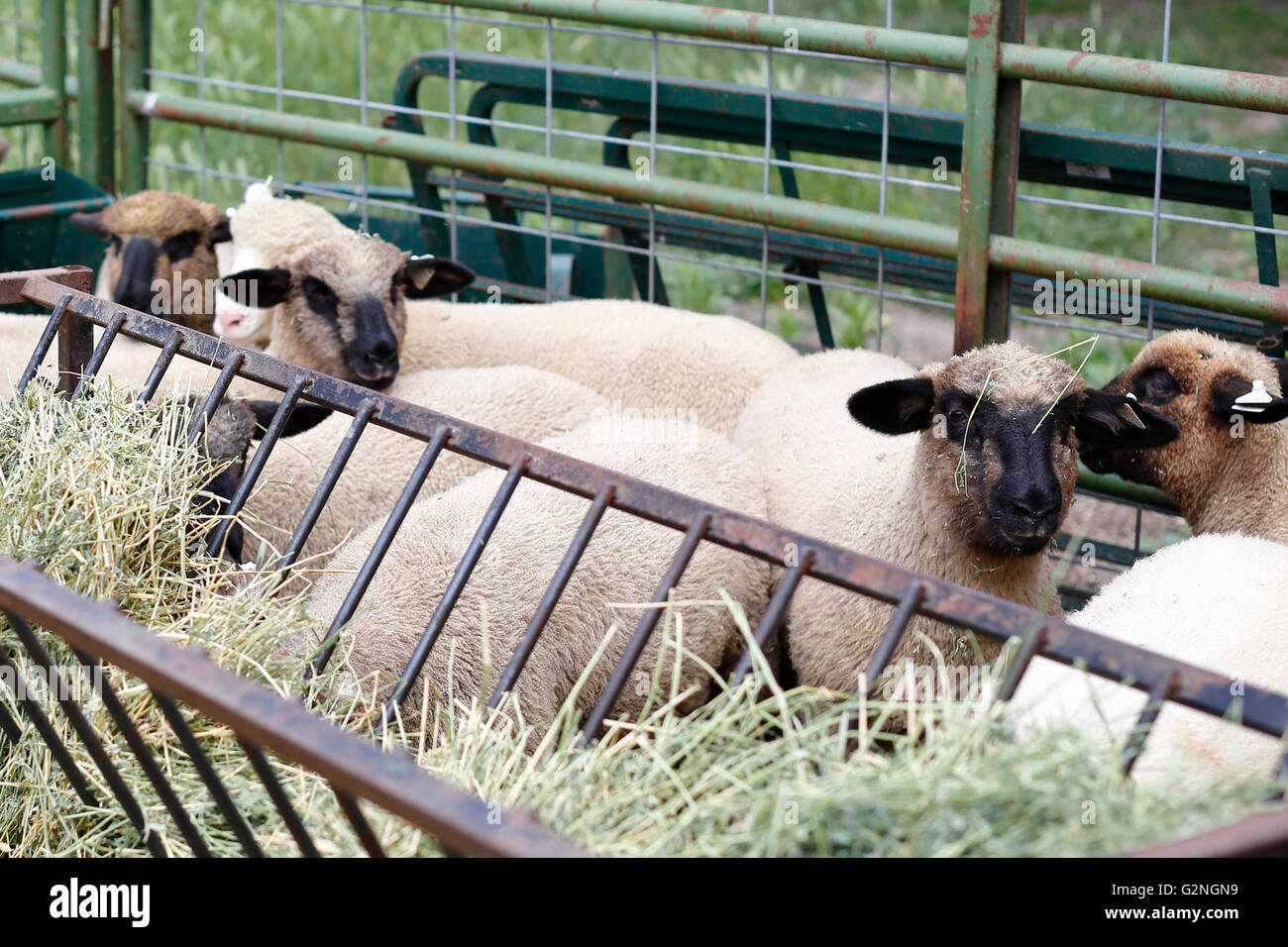 Schaf Essen Heu in den Hof auf dem Bauernhof Stockfoto