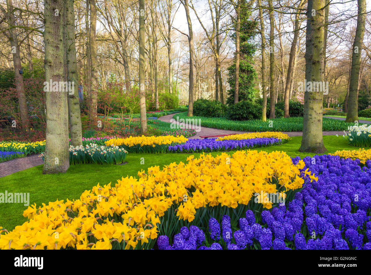Landschaft mit blühenden Blumen im weltberühmten Keukenhof-Park in Niederlande. Tulpen und Hyazinthen mit Bäumen bei Sonnenaufgang. N Stockfoto