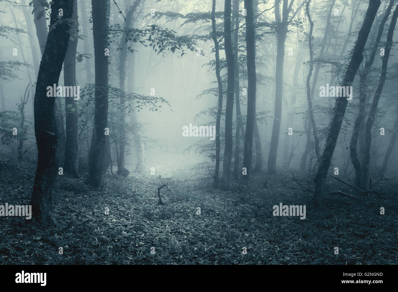 Trail durch einen dunklen Zauberwald im Nebel mit Vintage Muskelaufbau. Frühling am Morgen auf der Krim. Magische Atmosphäre. Märchen Stockfoto