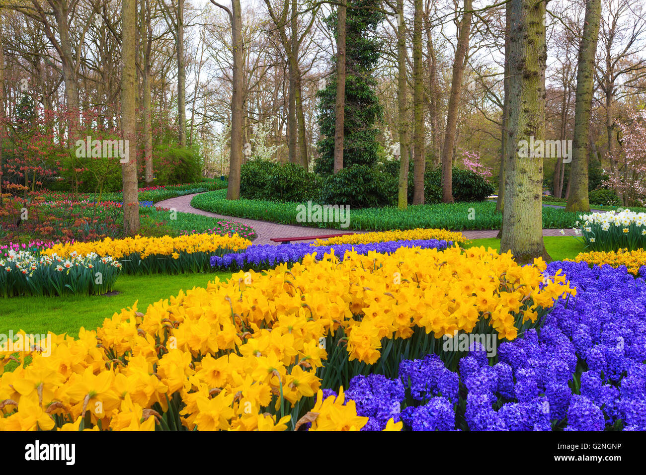Landschaft mit blühenden Blumen im weltberühmten Keukenhof-Park in Niederlande. Tulpen und Hyazinthen mit Bäumen bei Sonnenaufgang. N Stockfoto