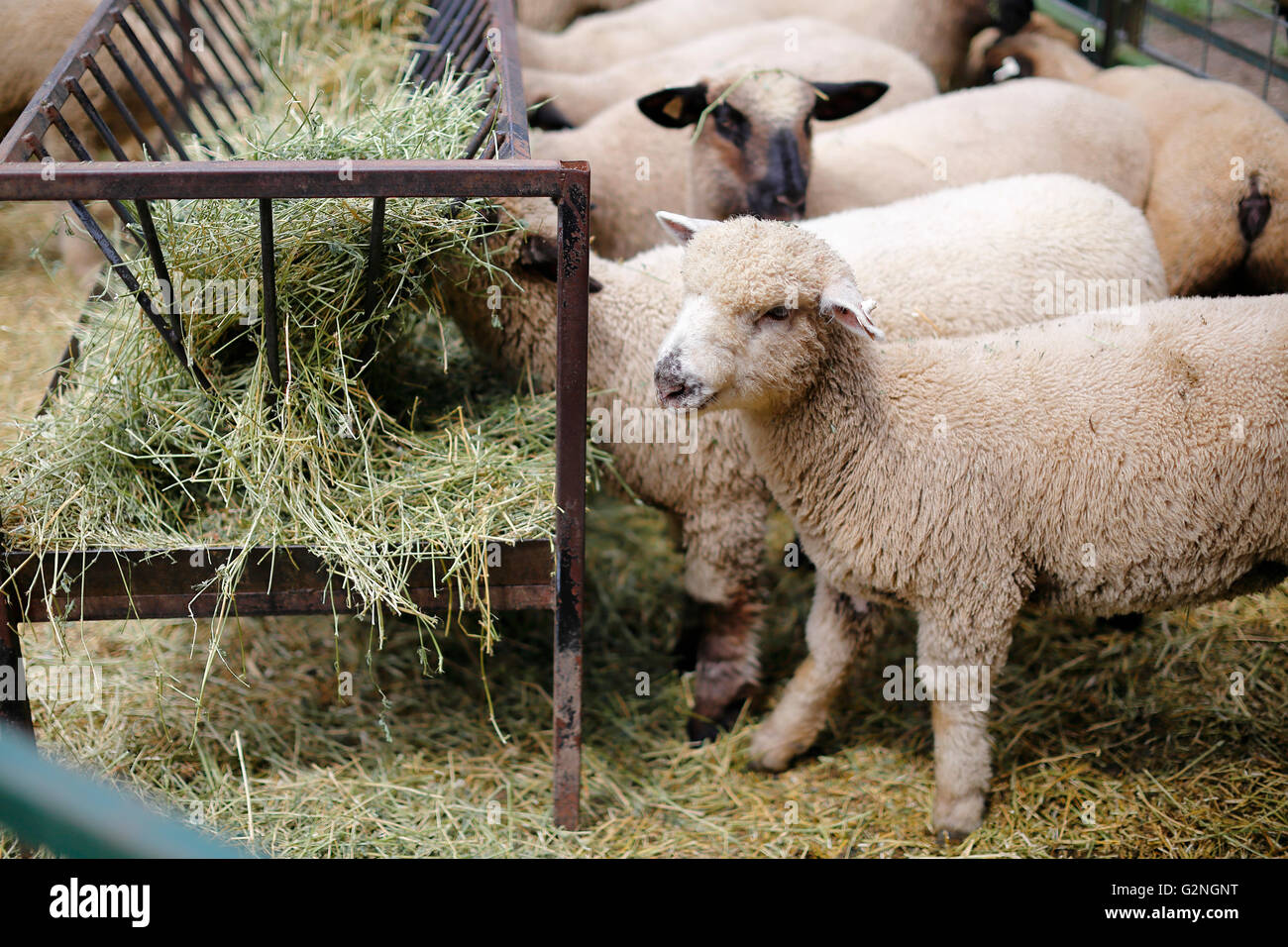Schaf Essen Heu in den Hof auf dem Bauernhof Stockfoto
