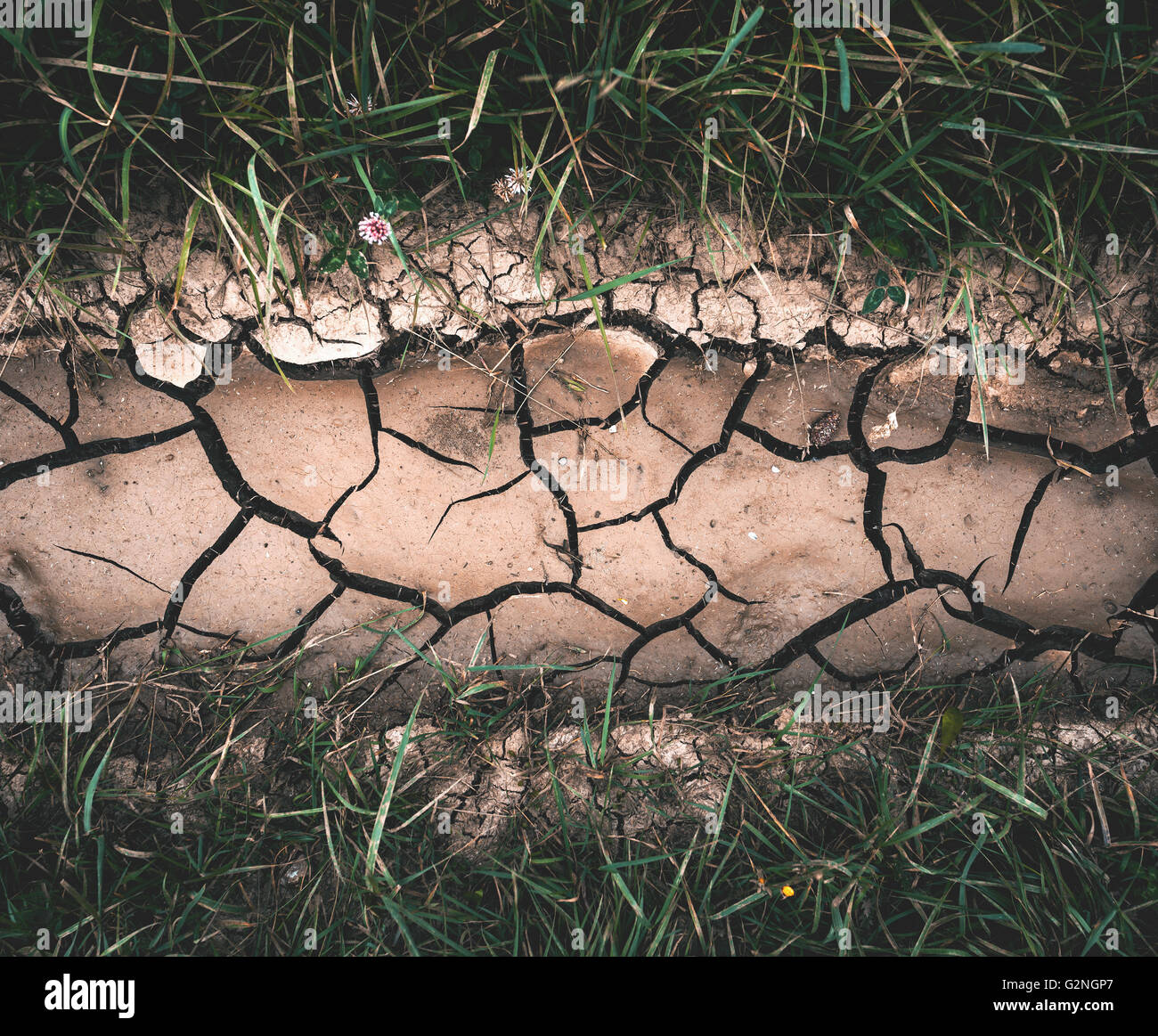 Hintergrund mit braunen trockenen Riss Boden mit grünen Rasen. Natur-Hintergrund mit Instagram Muskelaufbau. Close-up Stockfoto