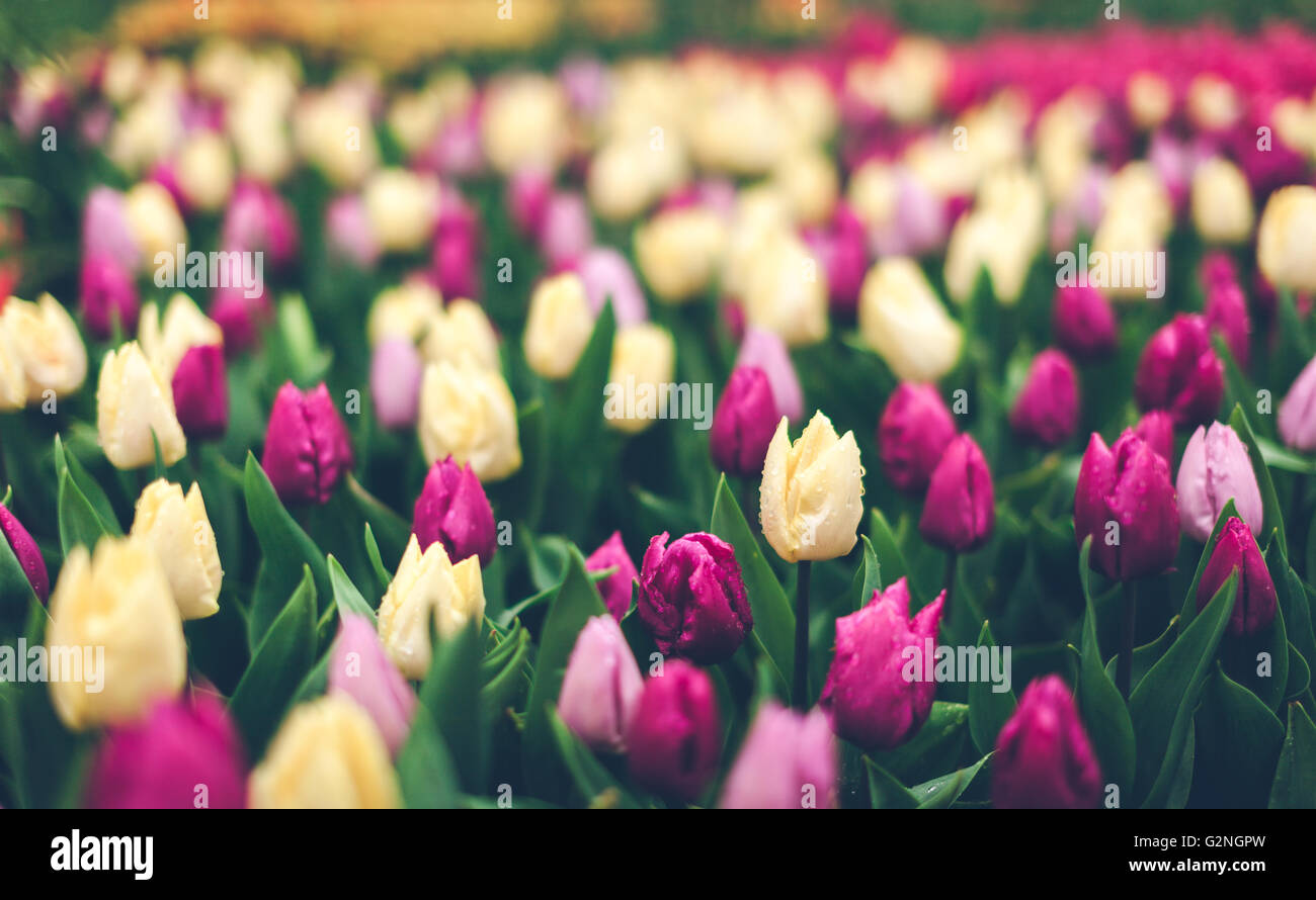 Tulpen im weltberühmten Keukenhof-Park in Niederlande. Schöne blühende bunte Blumen im Frühlingsgarten, lebendige Blumen Stockfoto