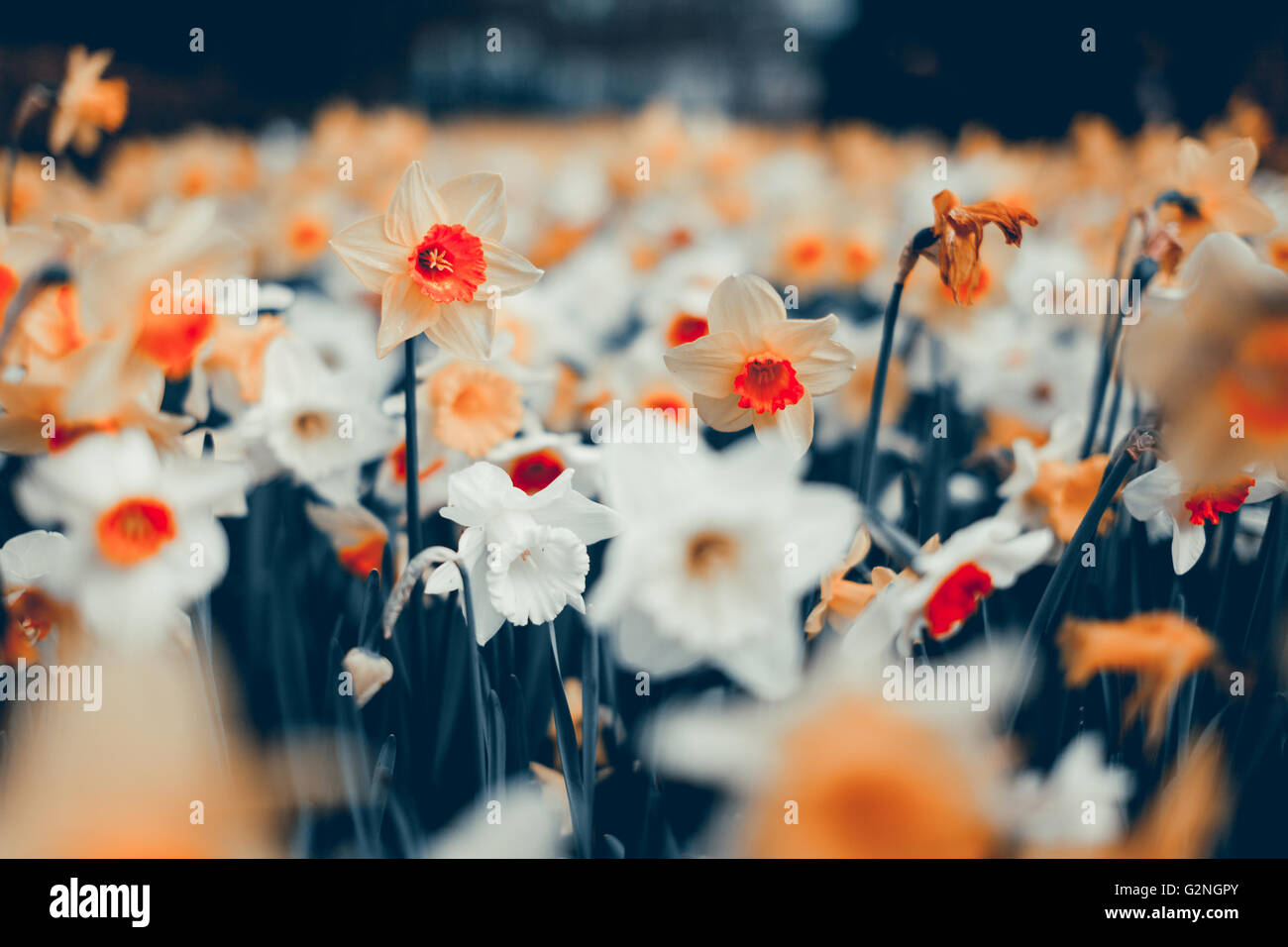 Schöne Narzissen. Blühende Blumen im weltberühmten Keukenhof-Park in Niederlande. Frühling Garten, lebendige Blumenkarte mit Stockfoto