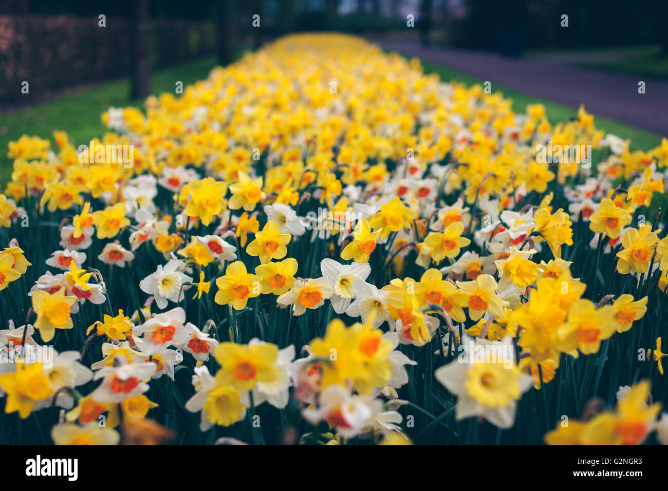 Schöne Narzissen. Blühende Blumen im weltberühmten Keukenhof-Park in Niederlande. Frühling Garten, lebendige Blumenkarte mit vin Stockfoto
