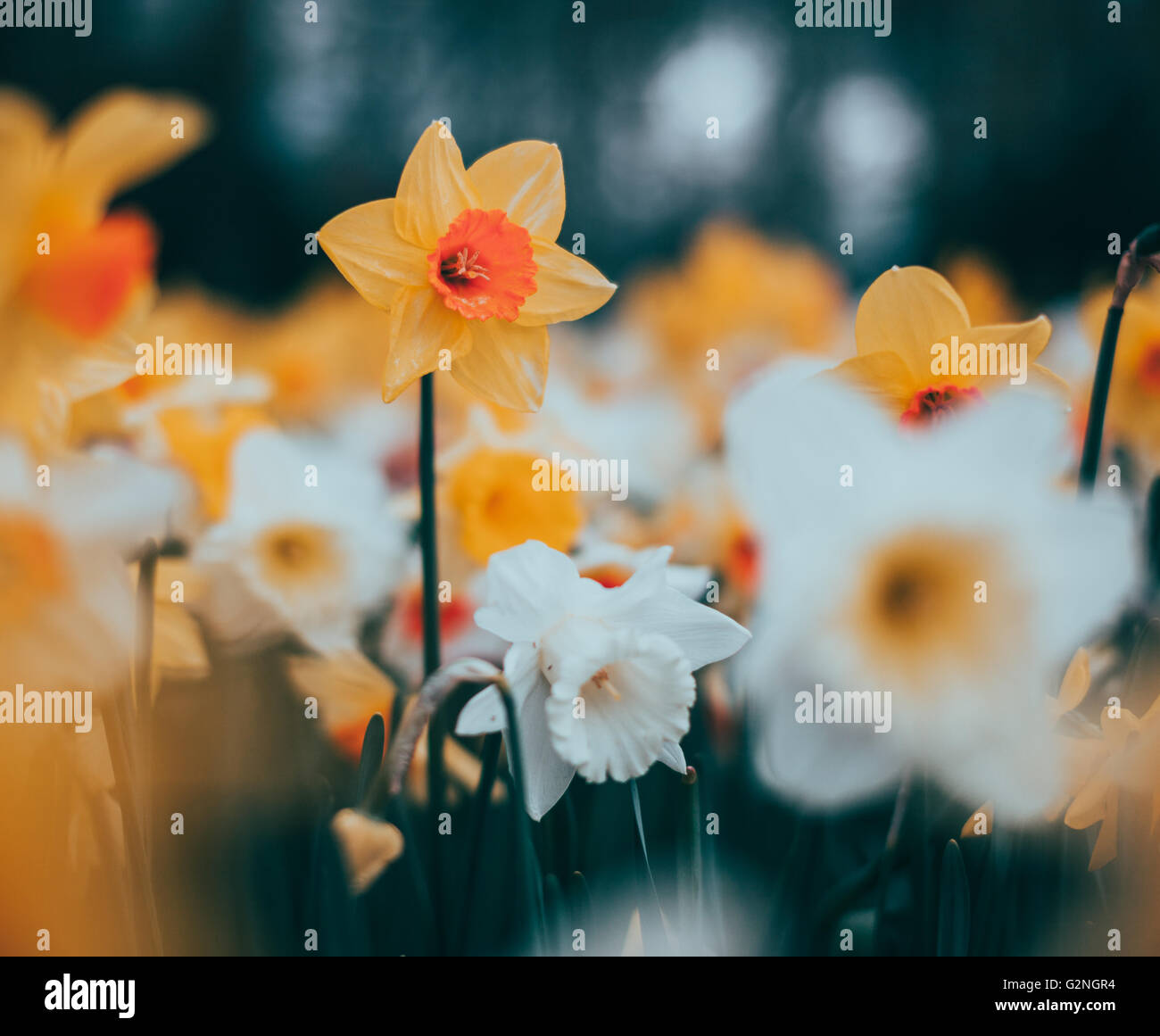 Schöne Narzissen. Blühende Blumen im weltberühmten Keukenhof-Park in Niederlande. Frühling Garten, lebendige Blumenkarte mit Stockfoto