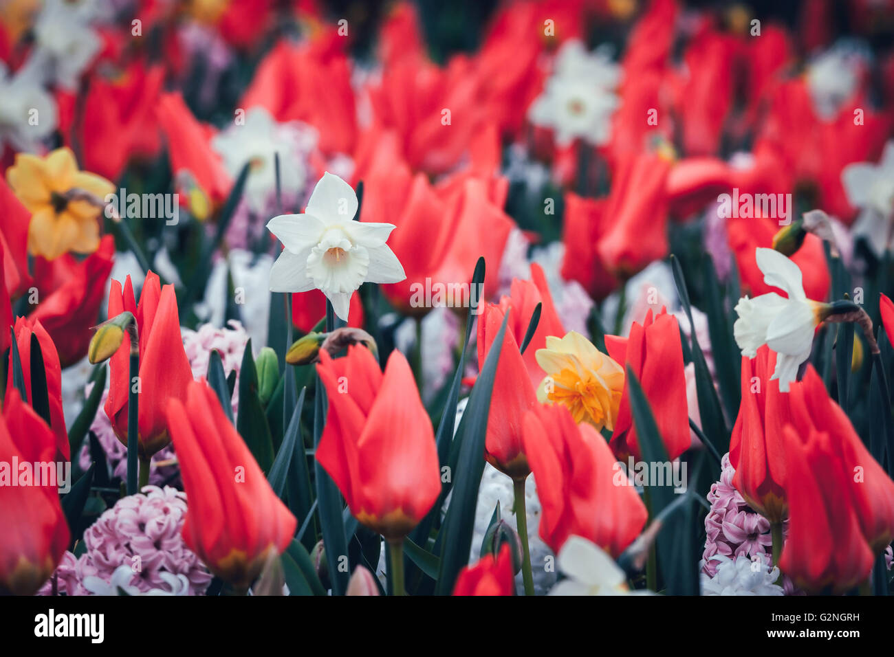 Schöne Narzissen und Tulpen. Blühende Blumen im weltberühmten Keukenhof-Park in Niederlande. Frühling Garten, lebendige Blumen Stockfoto