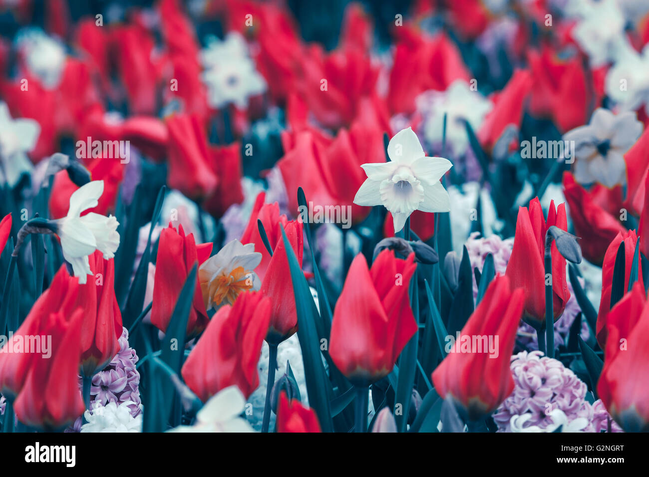 Schöne Narzissen und Tulpen. Blühende Blumen im weltberühmten Keukenhof-Park in Niederlande. Frühling Garten, lebendige Blumen Stockfoto