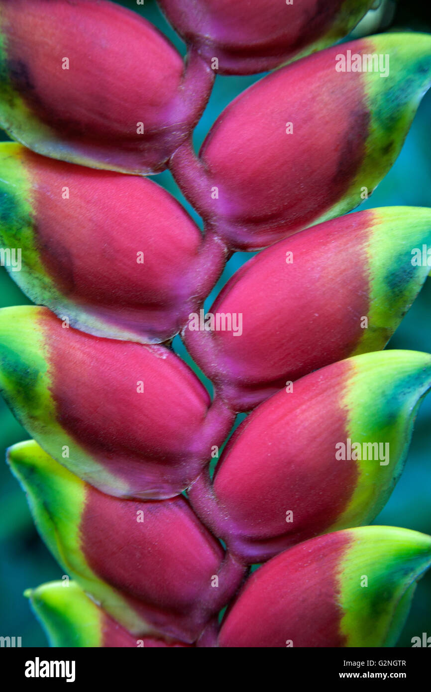 Ein Paradiesvogel Blume im peruanischen Dschungel. Stockfoto