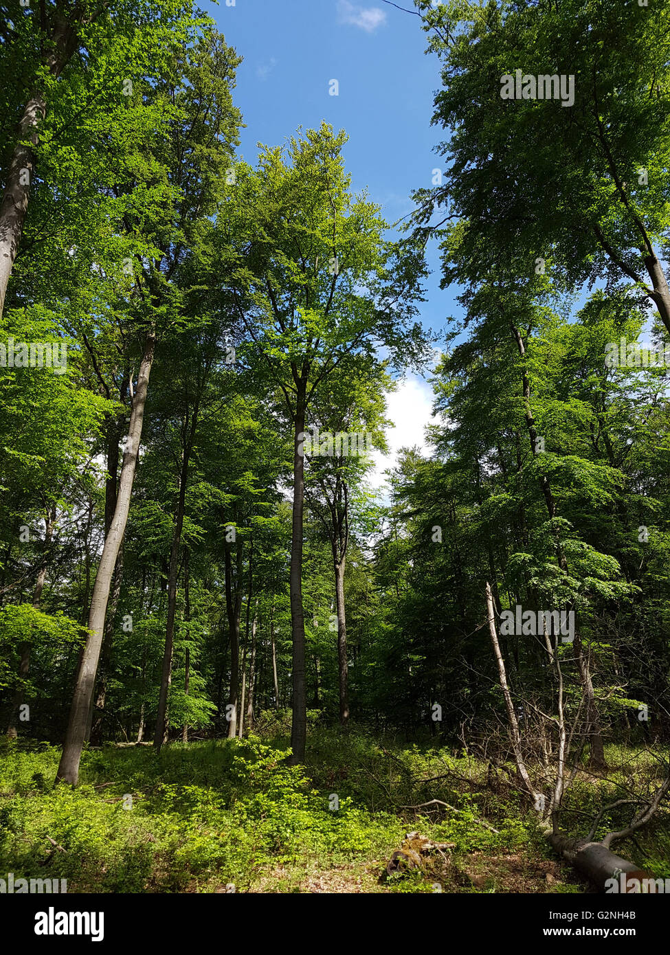 Buchenwald, Taunus, Hessen Stockfoto