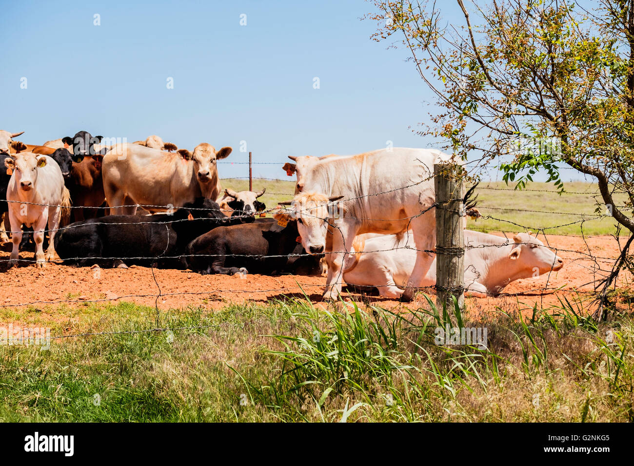 Eine kleine Herde Rinder verschiedener Rassen stare in Richtung der Fotograf in Oklahoma, USA. Stockfoto