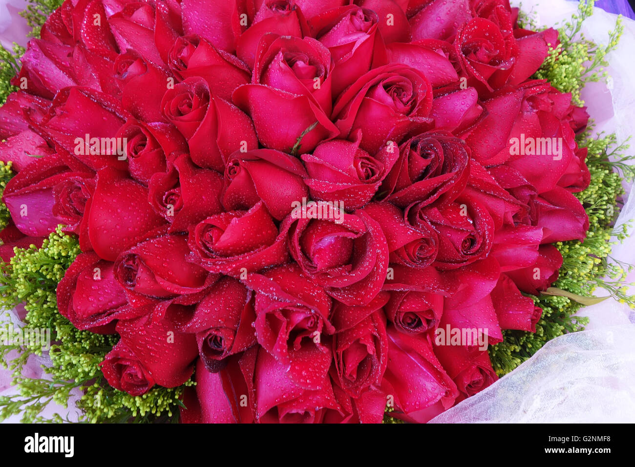 rote rose Hintergrund, natürliche Textur Stockfoto
