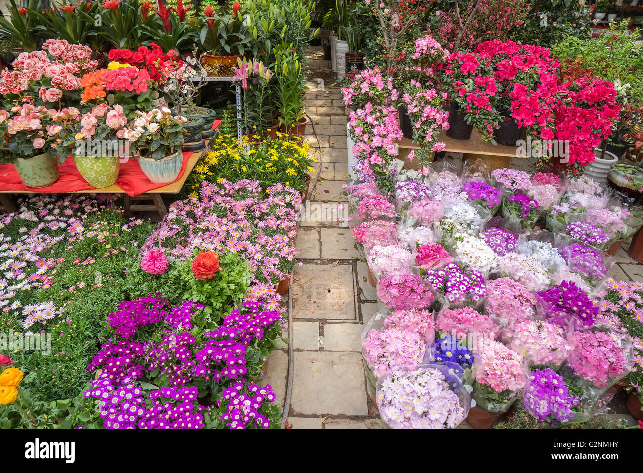 Blumen Sie in Töpfen zum Verkauf an die lokalen Garten-center Stockfoto