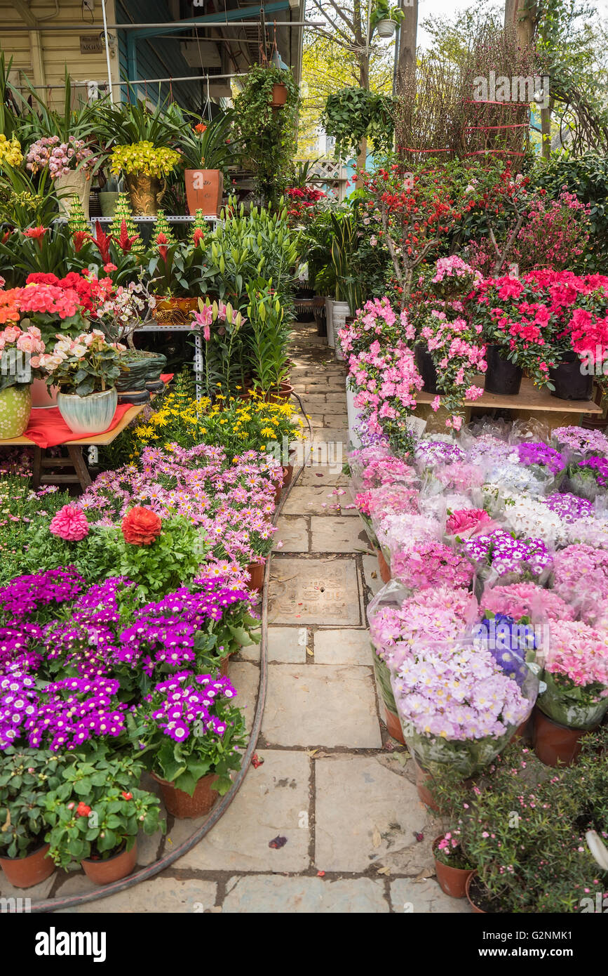 Blumen Sie in Töpfen zum Verkauf an die lokalen Garten-center Stockfoto