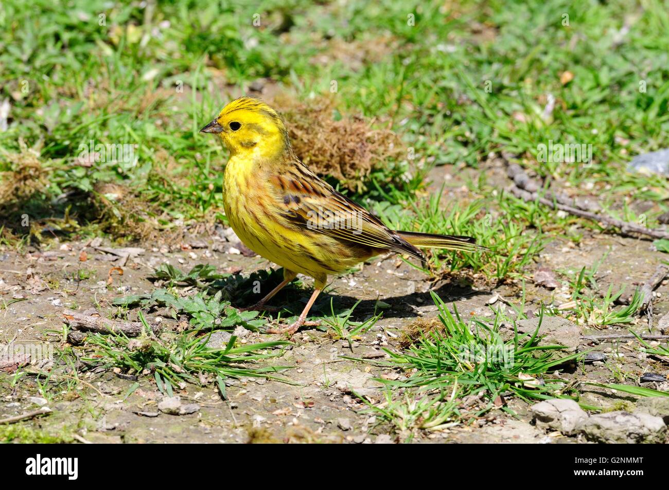 männliche gelbe Hammer Vögel füttern auf dem Boden Emberiza Citrinella Stockfoto