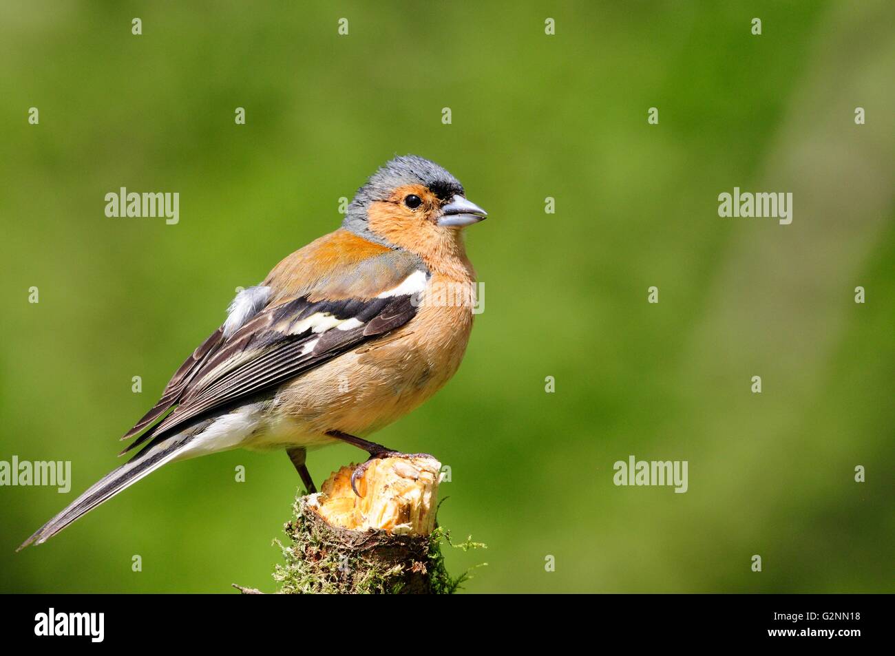 männlichen Buchfinken thront auf einem Zweig Fringilla coelebs Stockfoto