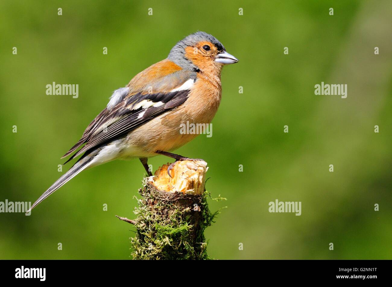männlichen Buchfinken thront auf einem Zweig Fringilla coelebs Stockfoto