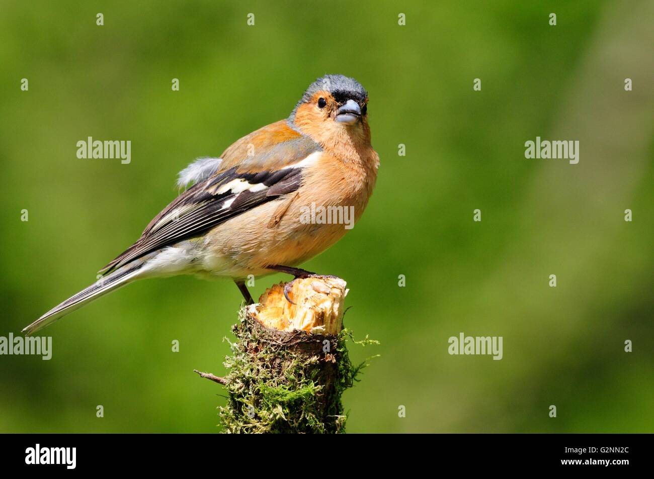 männlichen Buchfinken thront auf einem Ast Fringilla coelebs Stockfoto