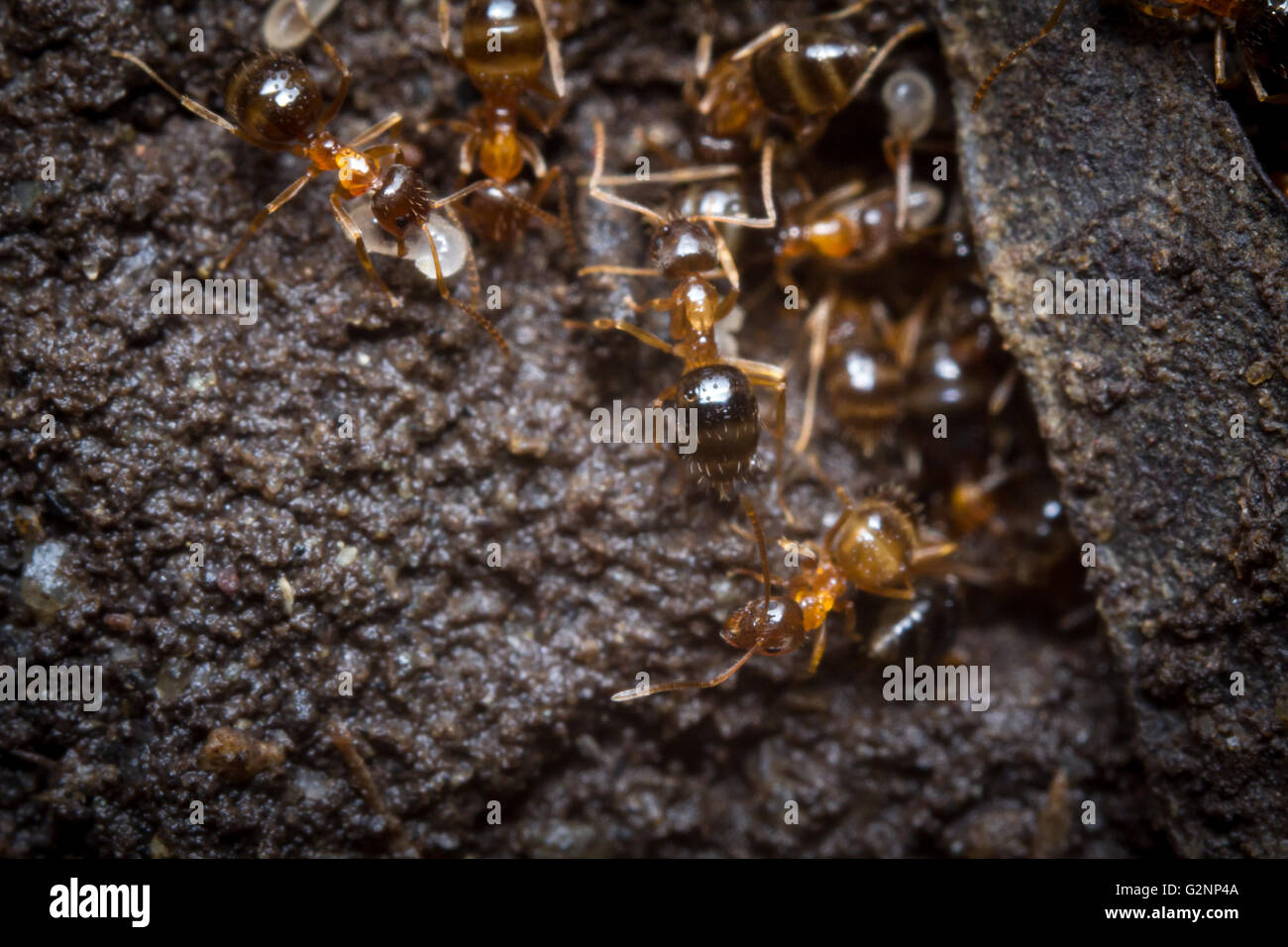 Rote Ameisen sind in der Regel ihren Eiern in Makro Nahaufnahme Stockfotografie Alamy