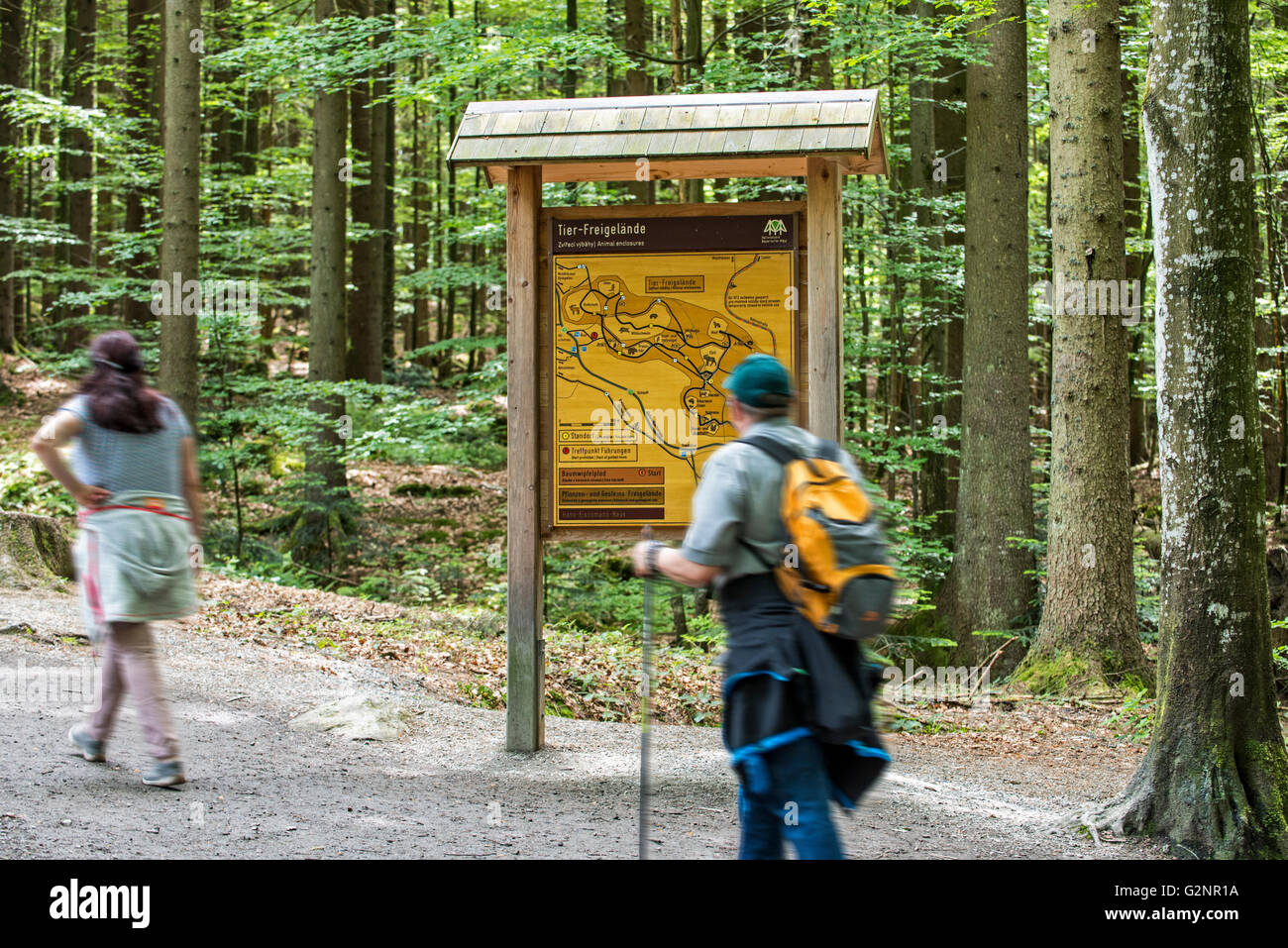 Besucher lesen Informationstafel mit Karte in das Tierfreigelände, Open-Air-Tierpark im Bayerischen Wald NP, Deutschland Stockfoto