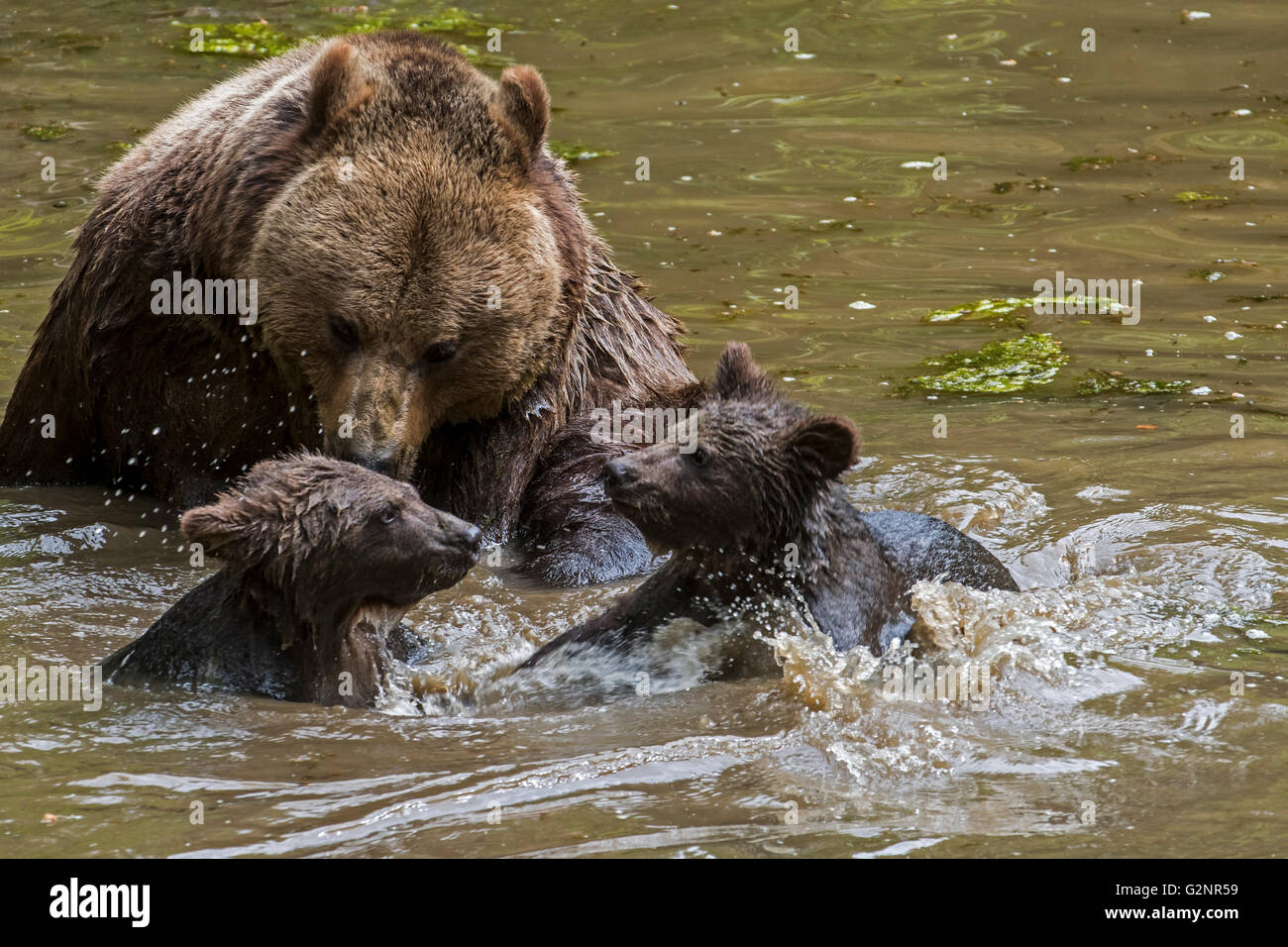 Weibliche Braunbären (Ursus Arctos) spielen mit zwei jungen im Wasser des Teiches im Frühjahr Stockfoto
