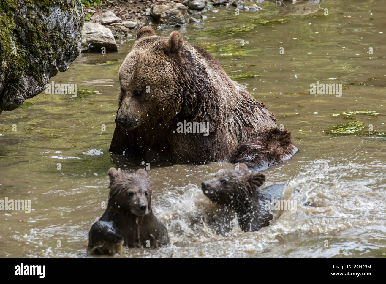 Weibliche Braunbären (Ursus Arctos) spielen mit zwei jungen im Wasser des Teiches im Frühjahr Stockfoto