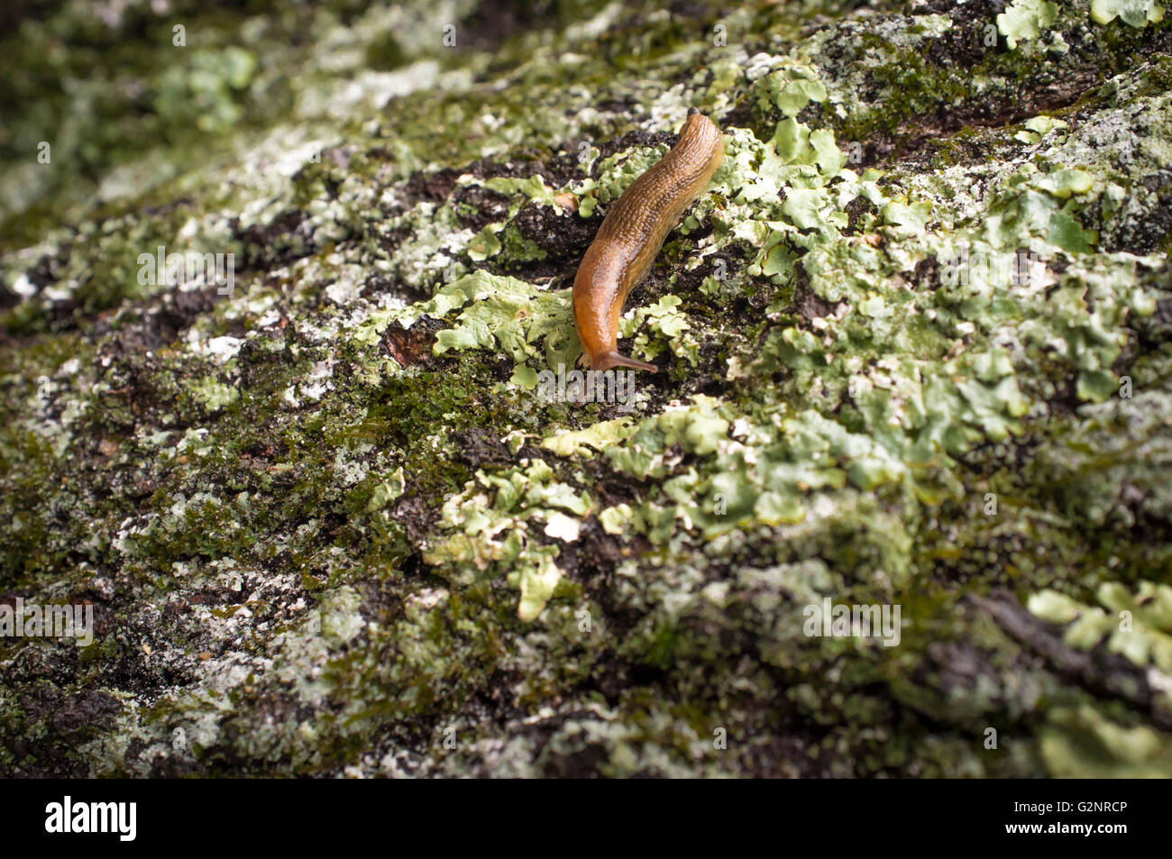 Gemeinsamer Garten Slug schlittert entlang moosige Rinde in Nahaufnahme Makro-Foto Stockfoto