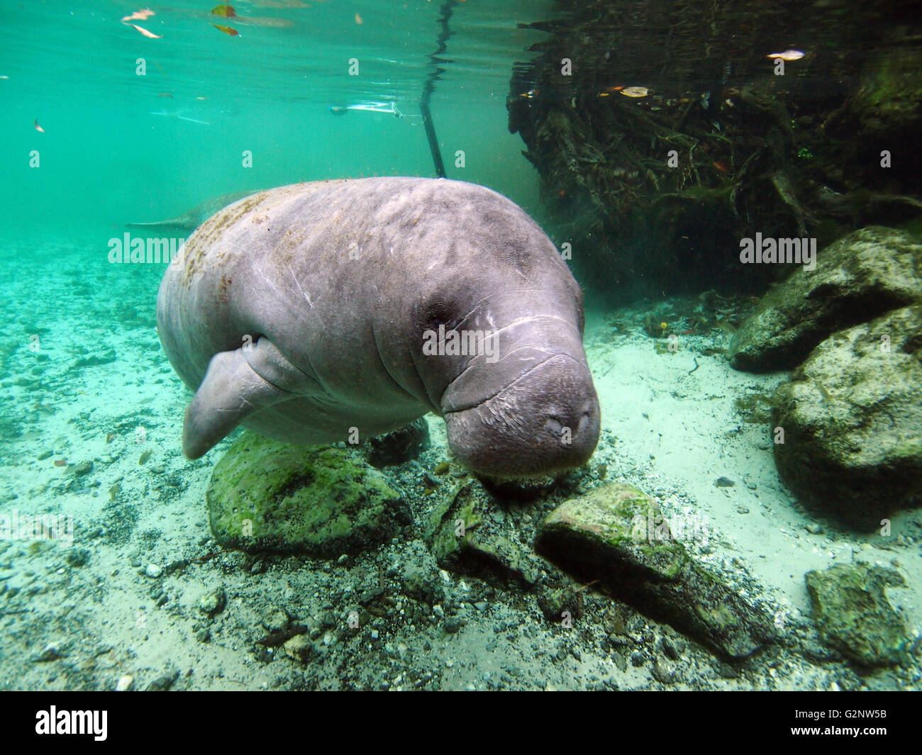 Seekühe in drei Schwestern Frühling, Crystal River, Florida Stockfoto