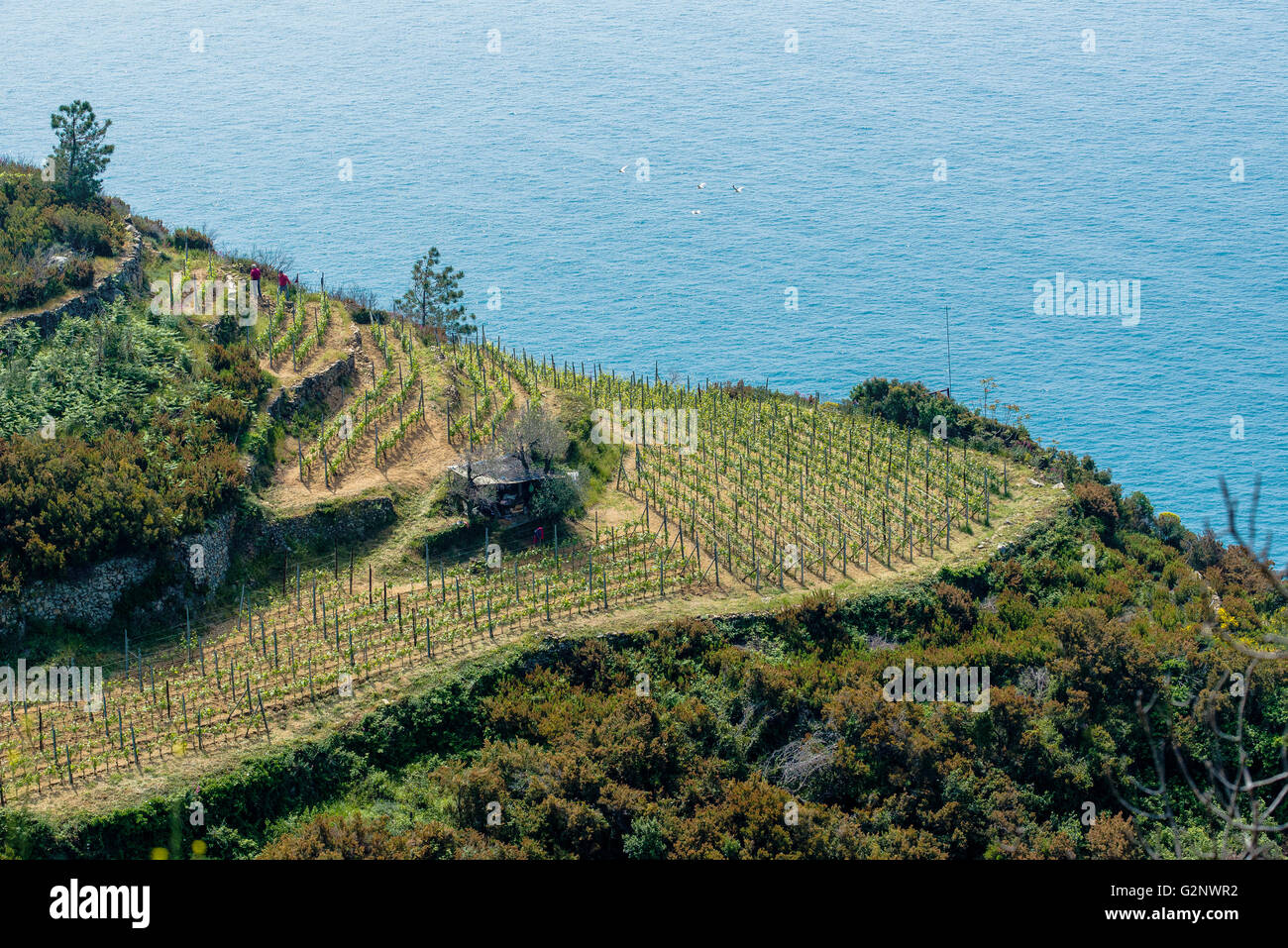 Weinbau Terrassen von Riomaggiore in der Nähe von La Spezia (Ligurien) Stockfoto