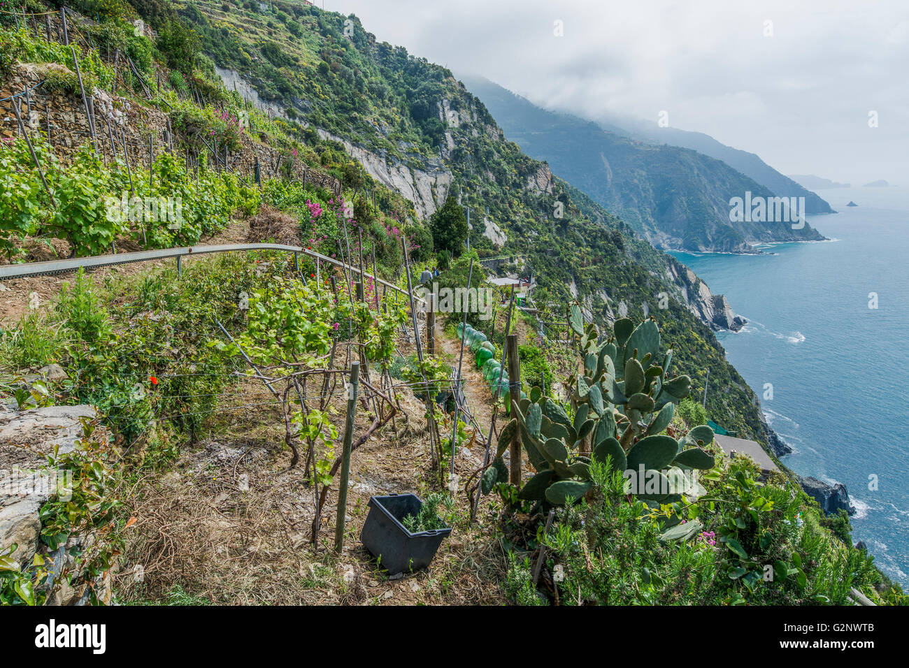 Weinbau Terrassen von Riomaggiore in der Nähe von La Spezia (Ligurien) Stockfoto