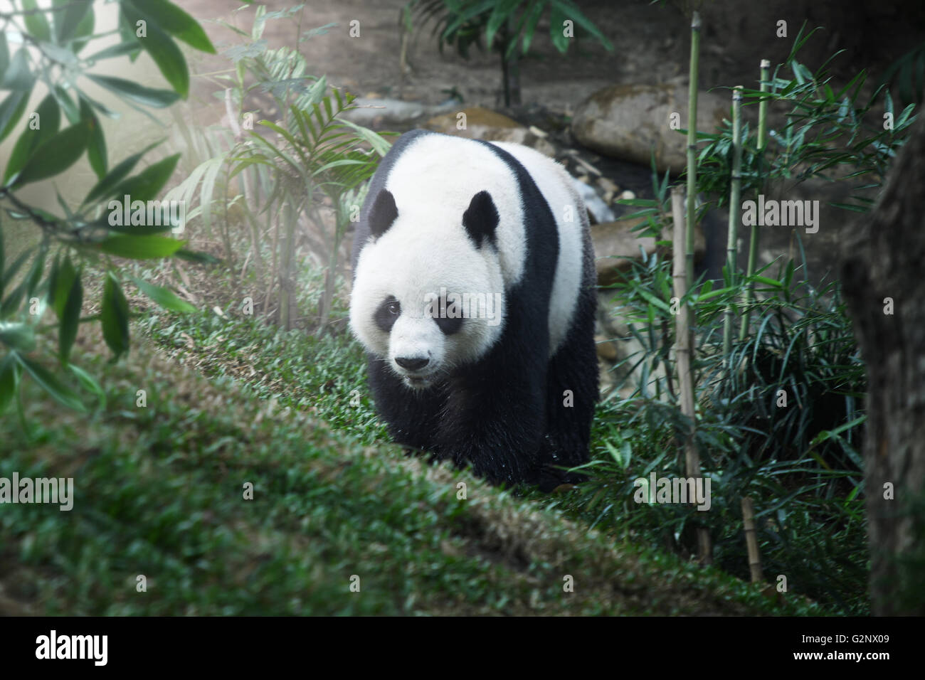 Porträt von Nizza-Panda-Bären wandern im Sommer Umwelt Stockfoto