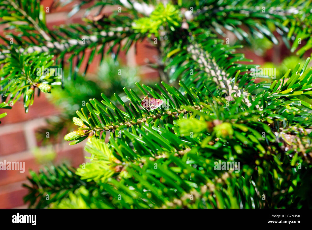 MINZE-MOTTE AUF KONIFEREN BAUM. Stockfoto