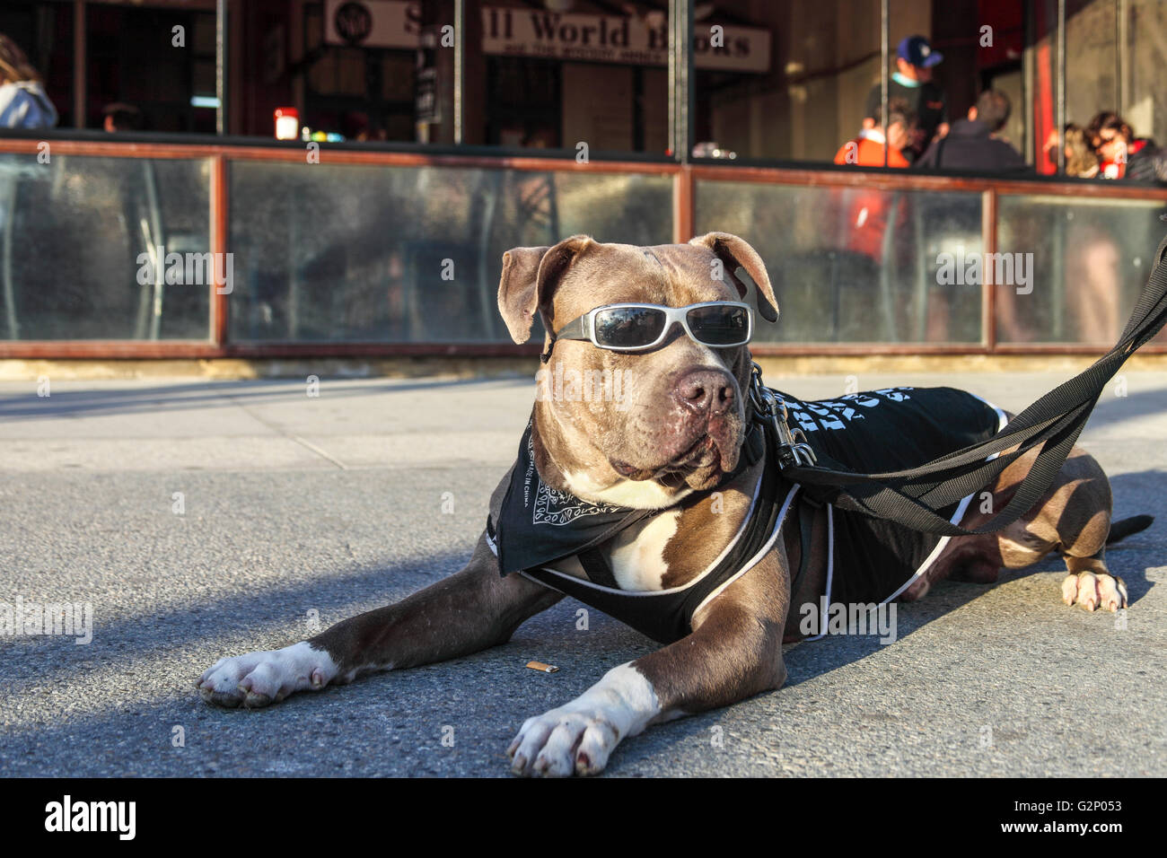 Hund am Venice Boardwalk in Venice, Kalifornien Stockfoto