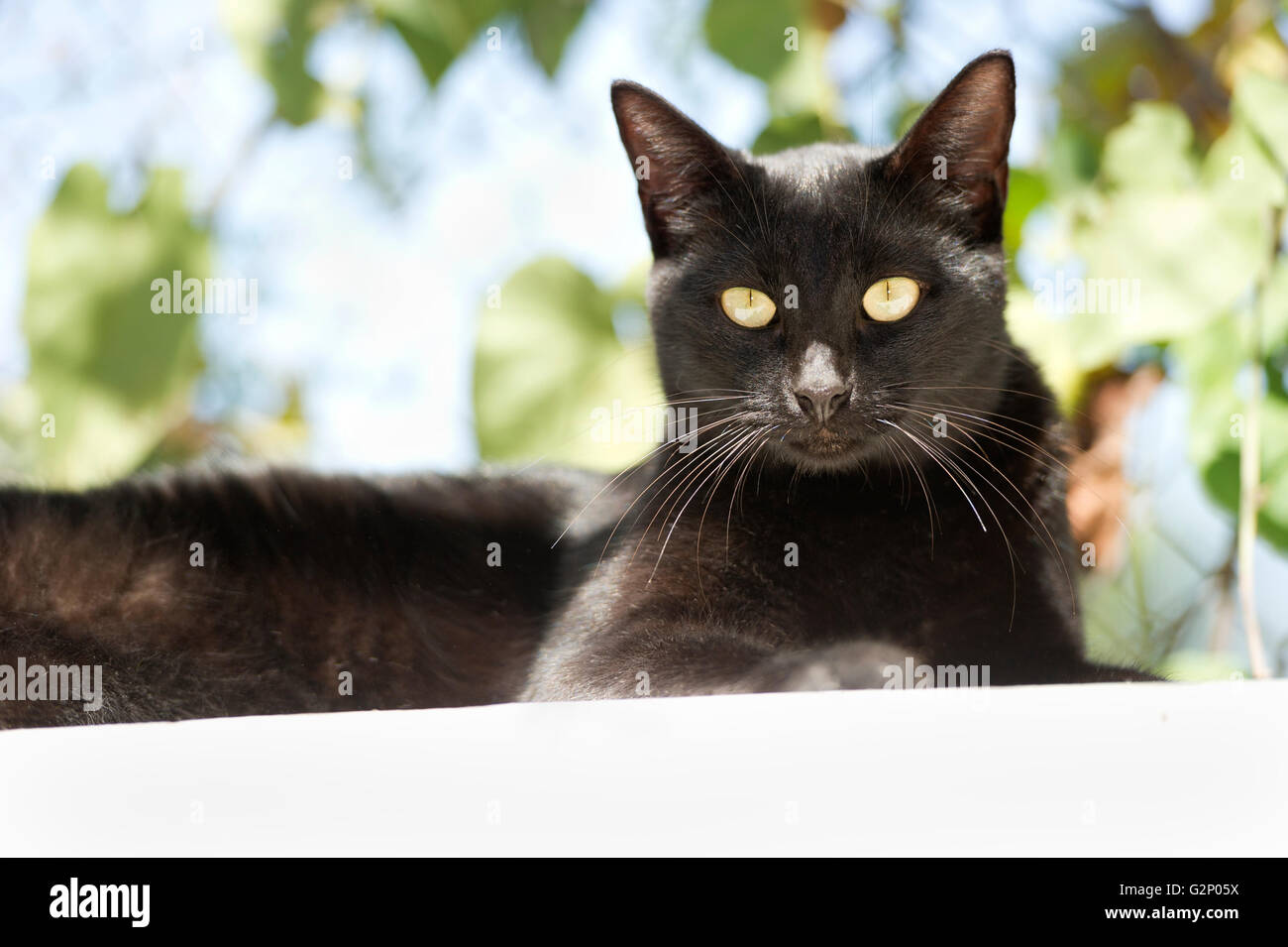 Katze Schwarz ist eine wunderschöne schwarze Katze mit leuchtenden grünen Augen sitzen in der Mitte Tag Sonne, umgeben von einem Natur-Hintergrund. Stockfoto