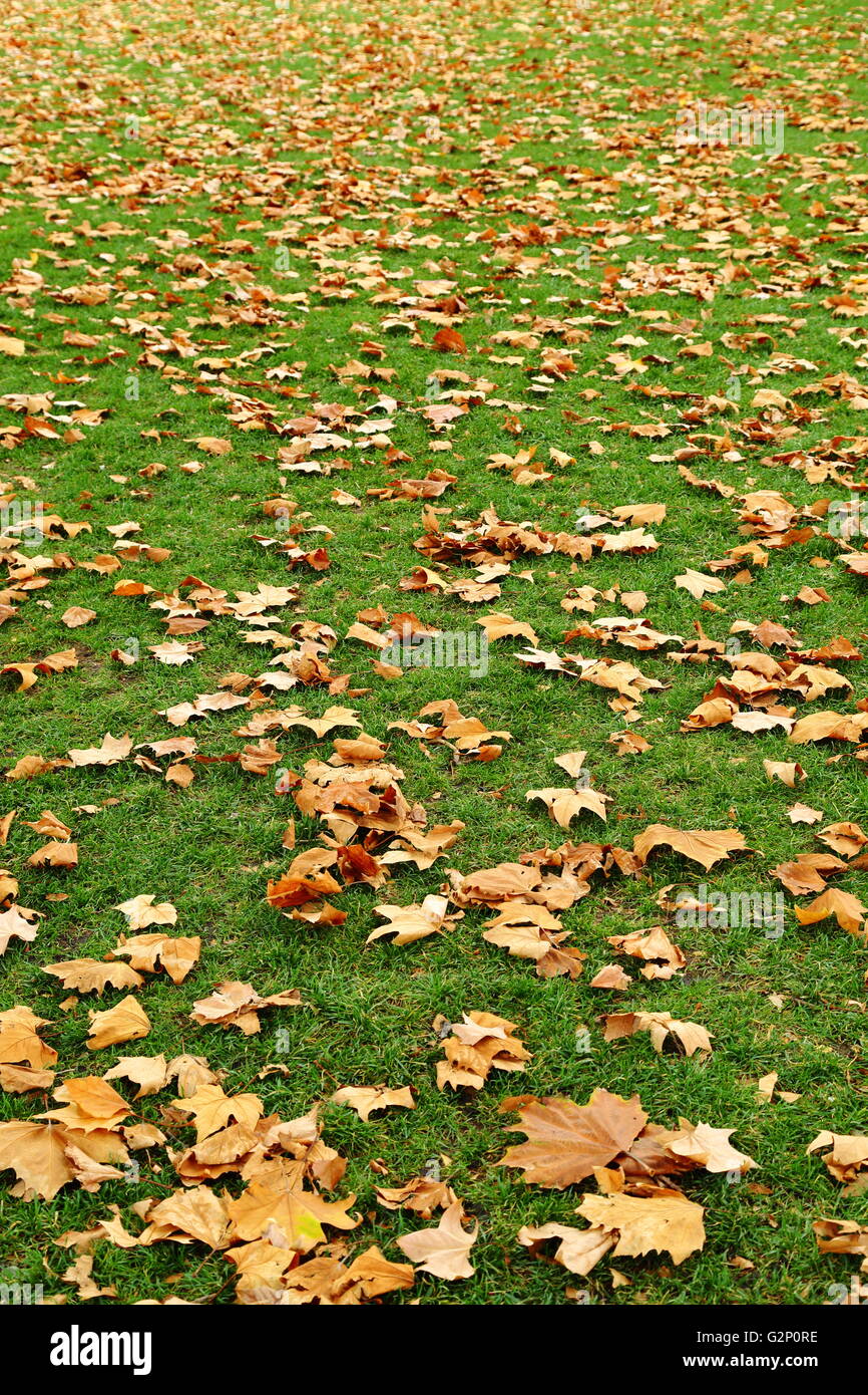 Herbstlaub niederlassen auf einer üppigen grünen Rasen am Salamanca Place in Hobart, Tasmanien, Australien. Stockfoto