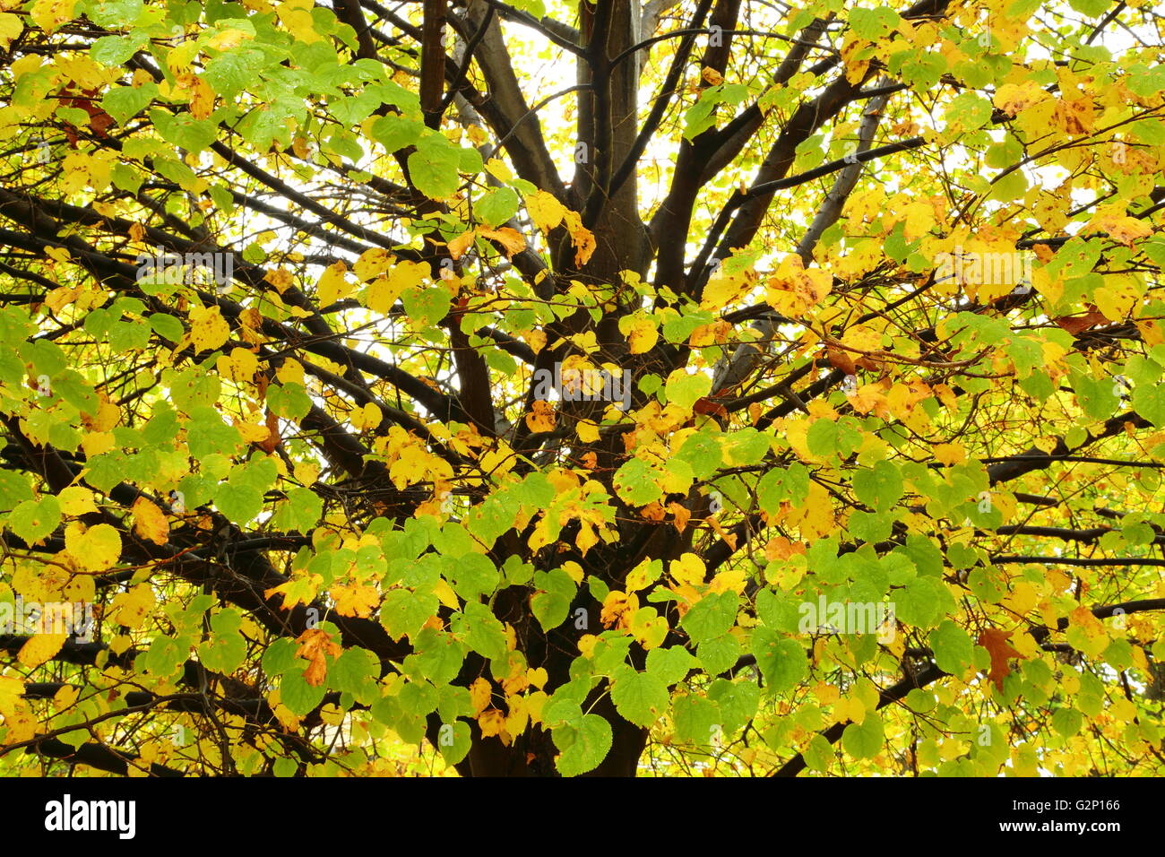 Herbstlaub in Princes Park, Hobart, Tasmanien, Australien. Stockfoto
