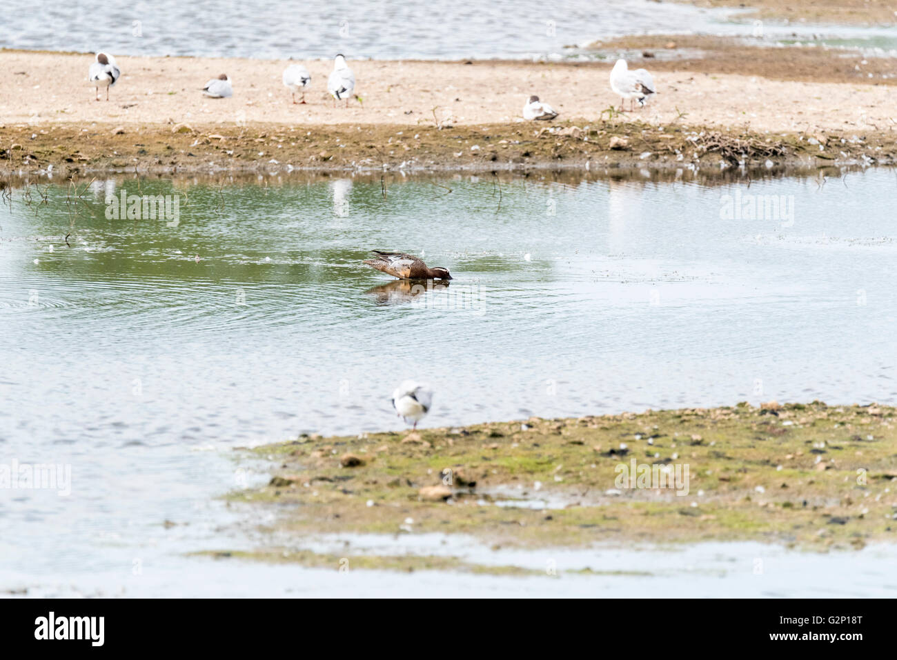 Eine männliche Garganey Ente füttern Stockfoto