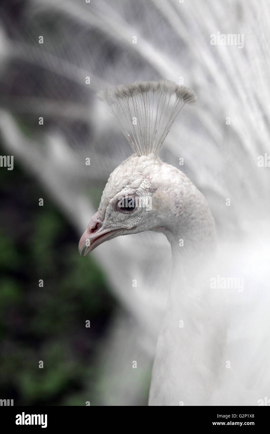 Weiße Pfauen Vogel in die Gattungen Pavo und Afropavo der Familie Phasianidae Stockfoto