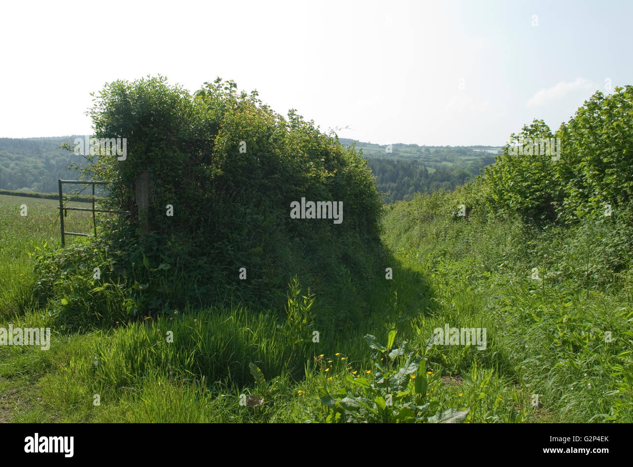 Green Lane, eine alte alte Straße oder Strecke, durch Felder zwischen Dörfern, die vor vielen Jahren von den Einheimischen genutzt wurden. Heute unbenutzt in Rezare Cornwall UK 2016 2010s UK HOMER SYKES Stockfoto