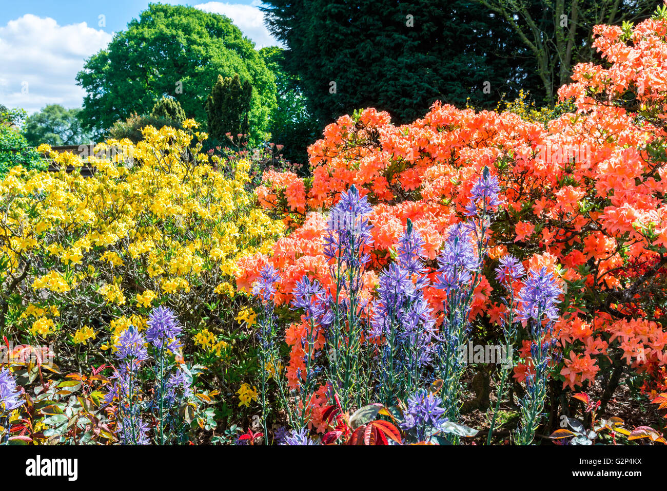 Blühende Pflanzen und Sträucher in einem englischen Garten. Stockfoto