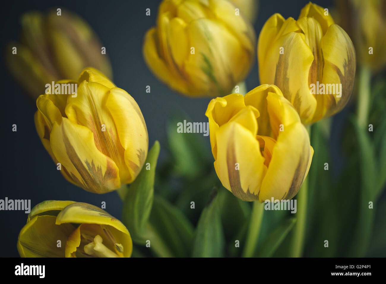 Reihe von hellen gelben Tulpen Studio gedreht mit flachen DOF Stockfoto