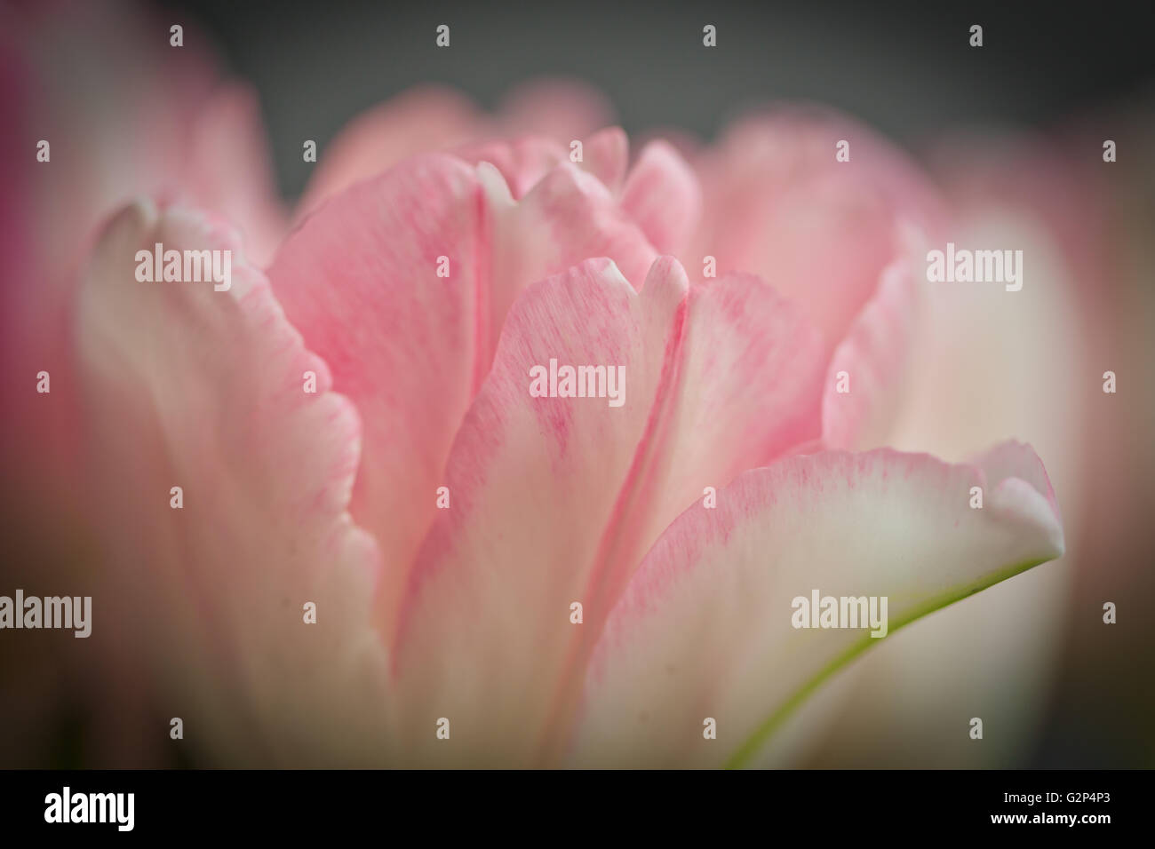 Nahaufnahme des schönen Pastell farbigen rosa Tulpen mit weichen bokeh Stockfoto