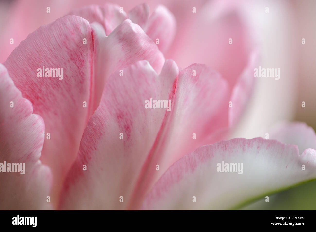 Nahaufnahme des schönen Pastell farbigen rosa Tulpen mit weichen bokeh Stockfoto