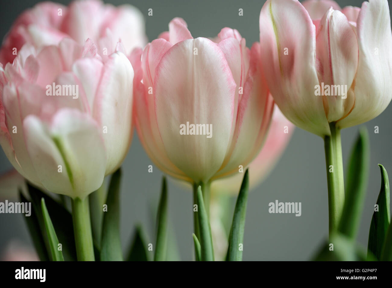 Nahaufnahme des schönen Pastell farbigen rosa Tulpen mit weichen bokeh Stockfoto